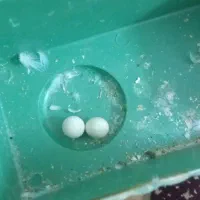 مرغ عشق|پرنده|بیرجند, |دیوار