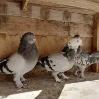 کبوتر عتیقه