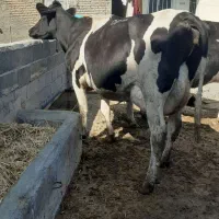 ۳عددگاوشیربالا۳۵کیلودرجه1