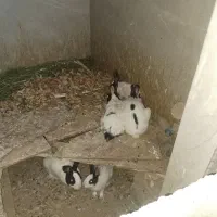 فروش بچه خرگوش