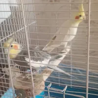 عروس هلندی|پرنده|تهران, شهرآرا|دیوار