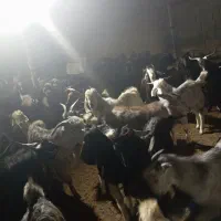 کهره|حیوانات مزرعه|شبانکاره, |دیوار