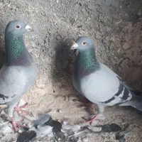 بزرگه و جوجه