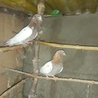 کفتر انگلیسی دهاتی پرشی|پرنده|کهریزک, |دیوار