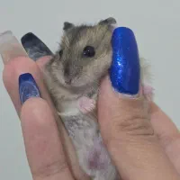 همستر کمپل ۱ماهه