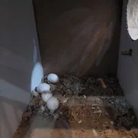 جفت عروس زیبا