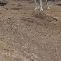 باسلام واگذاری ماده عراقی ۲۰ماهه درجه یک|سگ|اهر, |دیوار