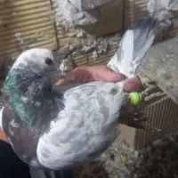 ۳ عدد نره پرشتی|پرنده|خرمآباد, |دیوار