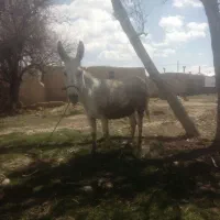 الاغ ماده ابستن جوان مخصوص گوسفند