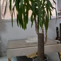 گل یوکا تنه دار