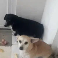 پت های فروشی|سگ|مشهد, فاطمیه|دیوار