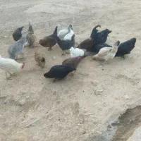 10عدد مرغ تخمگذار و1عدد خروس بفروش می رسد|حیوانات مزرعه|کوهدشت, |دیوار