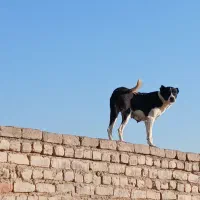 واگذاری سگ ماچ رایگان