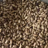 لوبیا چیتی خارجی(ازبکی)|خوردنی و آشامیدنی|شیراز, طلاب|دیوار