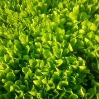 نهال کاهو روغنی