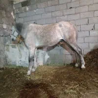 اسب نریان شش دانگ کرد