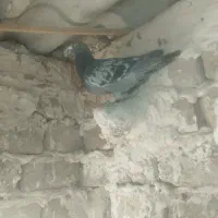 .کفتر.پولکی. نر