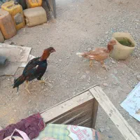 دوتا خروس لاری سه تا مرغ لاری|حیوانات مزرعه|قم, علی آباد سعدگان|دیوار