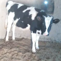 گوساله ماده