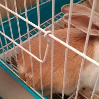 خرگوش بامزه و شیطون|موش و خرگوش|ری, دولتآباد|دیوار