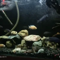 ماهی و پمپ|ماهی|کهریزک, |دیوار