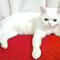 واگذاری گربه نژاد دار (پرشین اسکاتیش)