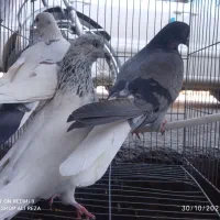 کبوتر|پرنده|سردشت, |دیوار