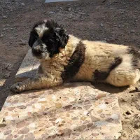 واگذاری توله نر ۷ماهه قهدریجونی|سگ|فولادشهر, مسکن مهر فولادشهر|دیوار