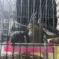 عروس هلندی سه ماهه|پرنده|شوشتر, |دیوار