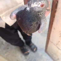 مرغ عشق|پرنده|شادگان, |دیوار