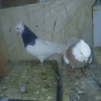 کبوتر طوقی عطیقه|پرنده|فارسان, |دیوار