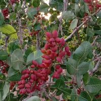 باغ پسته 1000 متری فوری|فروش زمین و ملک کلنگی|شاهین‌شهر, فرودگاه هسا|دیوار