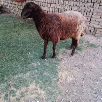 برو نر و ماده مفت