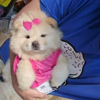 سگ چاوچاو