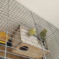 مرغ عشق گمشده|حیوانات|لادیز, |دیوار