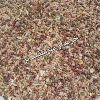 کبوتر گم شده سرسفید نر