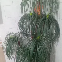 گل نخل بسیار زیبا ،تازه برام کادو آوردن|گل مصنوعی|یاسوج, |دیوار