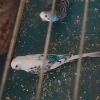 فروش ی جفت مرغ عشق