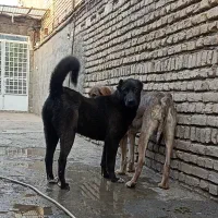 ماد سرابی 11 ماهه نزدیک فحل