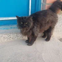 پرشین کت پیدا شده