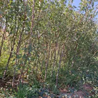 نهال بادام|خدمات باغبانی و درختکاری|سلماس, |دیوار