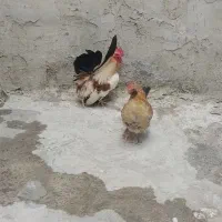 مرغ و خروس چاپینز