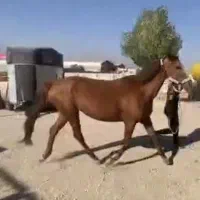 مادیان کلاسی