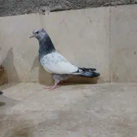 جوجه سینه سبز و آبی