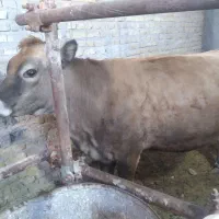 گاو|حیوانات مزرعه|یزد, |دیوار