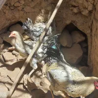 جوجه مرغ و خروس|حیوانات مزرعه|کاشان, فاز ۲ ناجی آباد|دیوار