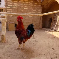 خروس