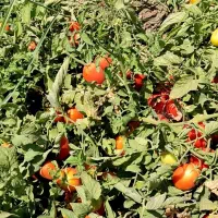 بذر گوجه فرنگی بریویو|خدمات باغبانی و درختکاری|تهران, جردن|دیوار