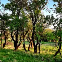فروش باغ سند دار روستای کله دشت