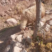 شیشک نازار|حیوانات مزرعه|سیروان, |دیوار